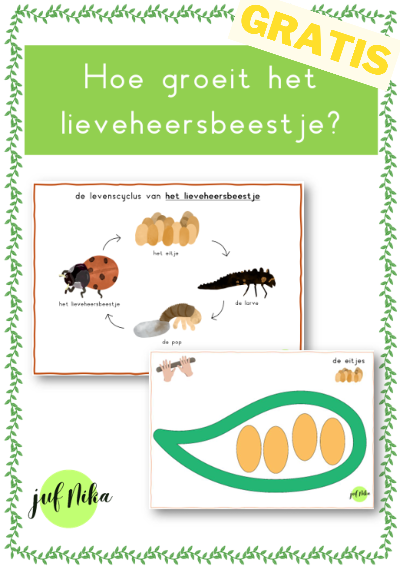 Kleikaarten levenscyclus lieveheersbeestje